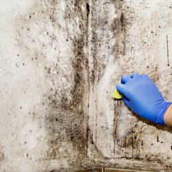 Scrubbing Mold